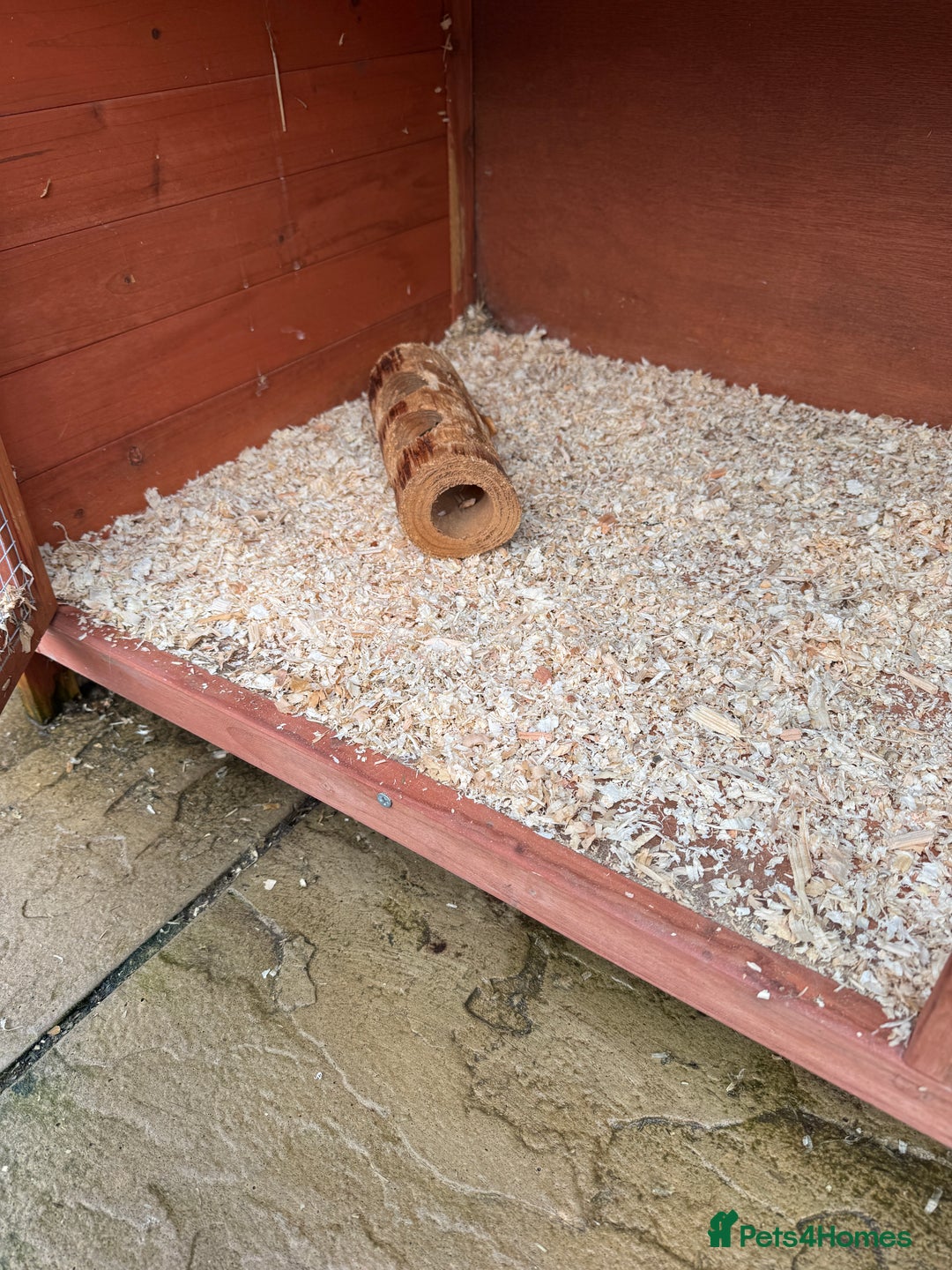 Guinea Pig rodents for sale: Two gorgeous male guinea pigs - Advert 3