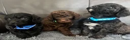 Mixed Breed dogs for sale: Cava tzu poos for sale - Advert 6