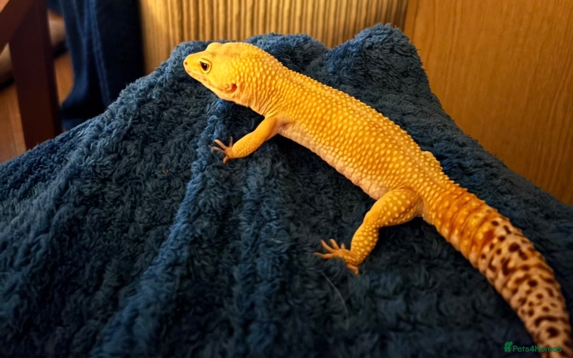 Leopard Gecko reptiles Stunning Leopard Gecko  - Advert 1