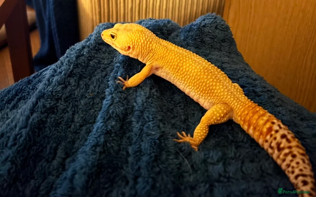 Leopard Gecko reptiles for sale: Stunning Leopard Gecko  - Advert 1