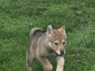 Northern Inuit dogs Tamaskan Puppies - Advert 1