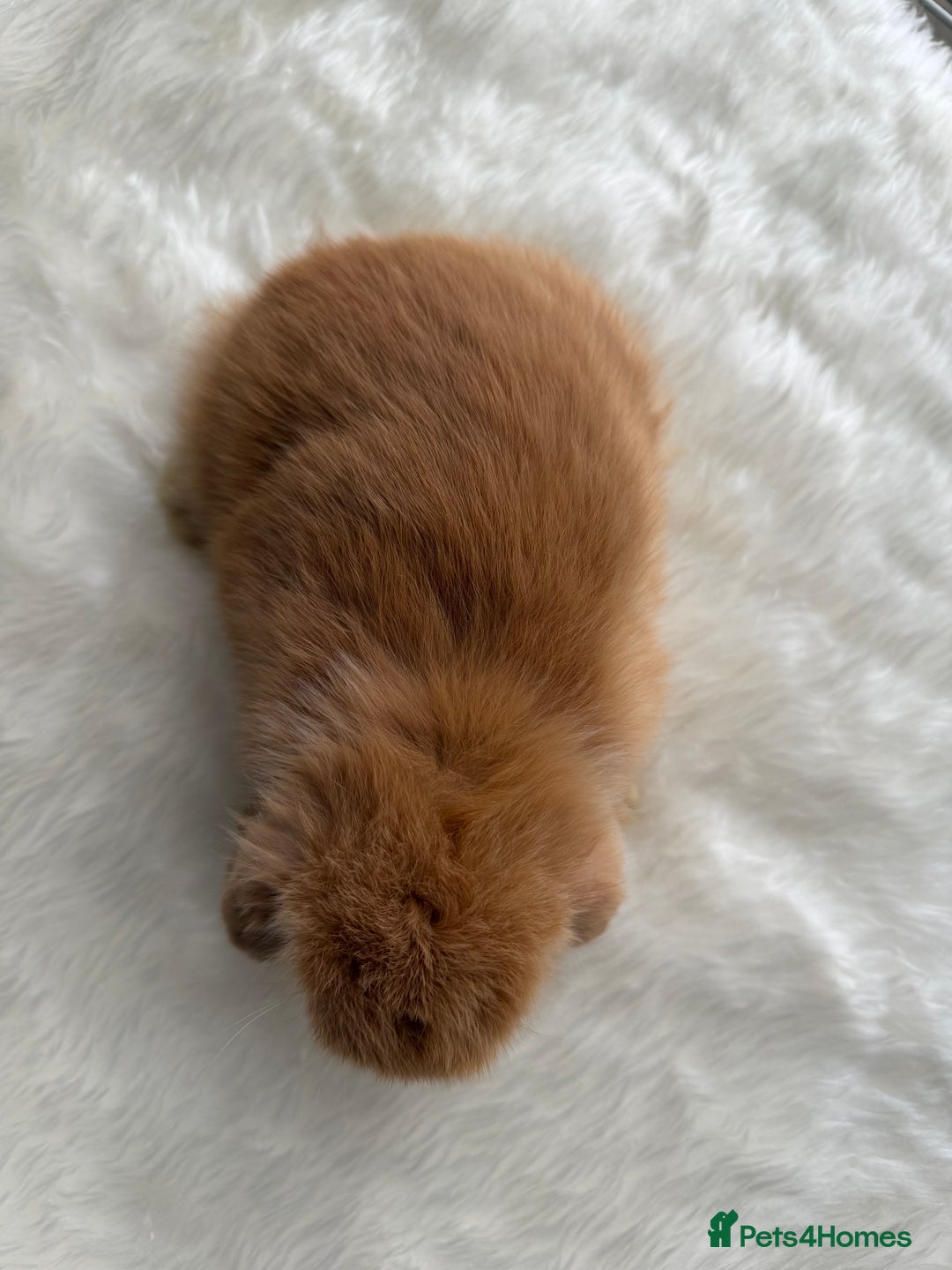 Mini Lop rabbits for sale: Mini lop - Advert 3