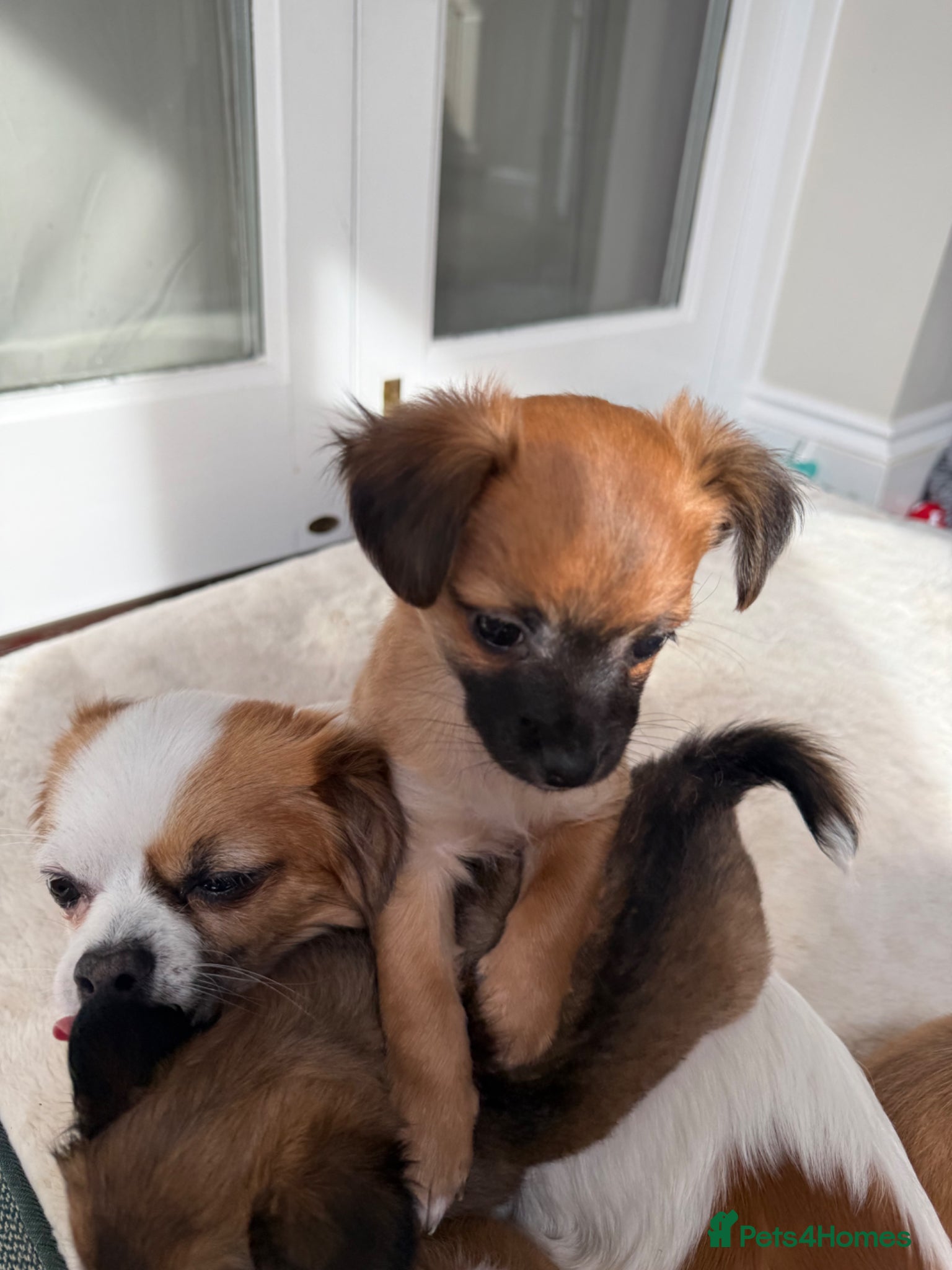 Chihuahua dogs Beautiful Chihuahua puppies  - Advert 7