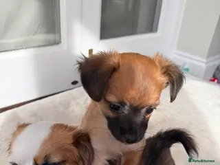 Chihuahua dogs Beautiful Chihuahua puppies - Advert 7