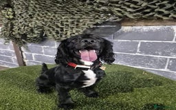 Cocker Spaniel dogs for sale: Working cocker spaniel  - Advert 10