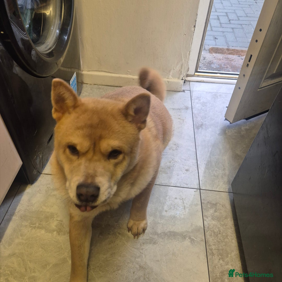 Chow Chow dogs for sale: Beautiful Chow needing a new home - Advert 3