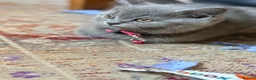 British Shorthair cats for sale: Six Lovely British Shorthair Kittens - Advert 5