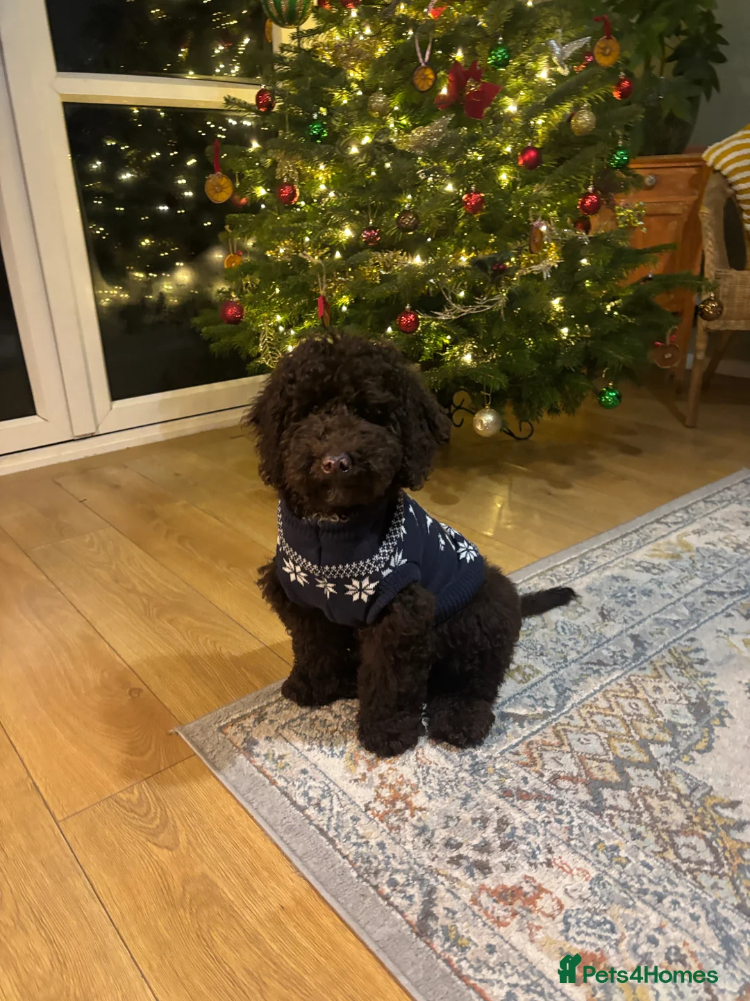 Cockapoo dogs for sale: Bruno the 8 month cockapoo puppy  in Horsham - Advert 6