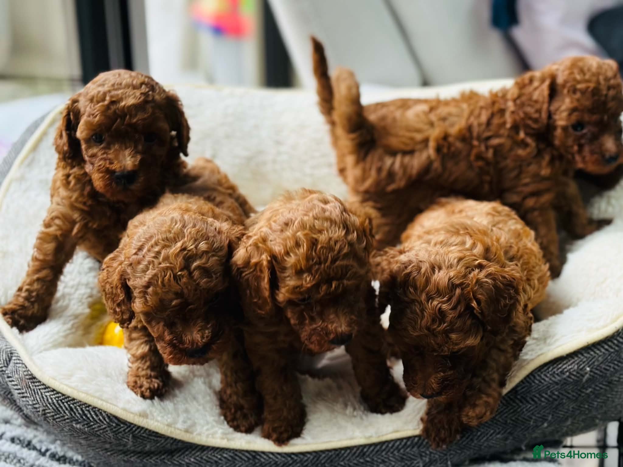 Toy Poodle dogs ✨ READY TO GO TO LOVING HOME ✨ - Advert 1