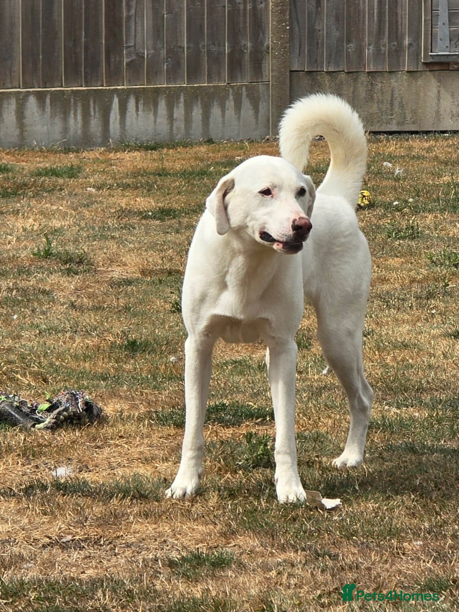 Mixed Breed dogs 🐾 Meet Dougie – Active, Loyal & Ready for Home 🐾 - Advert 15