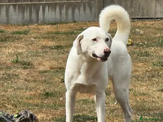 Mixed Breed dogs 🐾 Meet Dougie – Active, Loyal & Ready for Home 🐾 - Advert 15