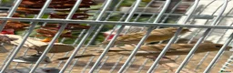 Canaries birds for sale: 2 Canaries for sale  - Advert 2