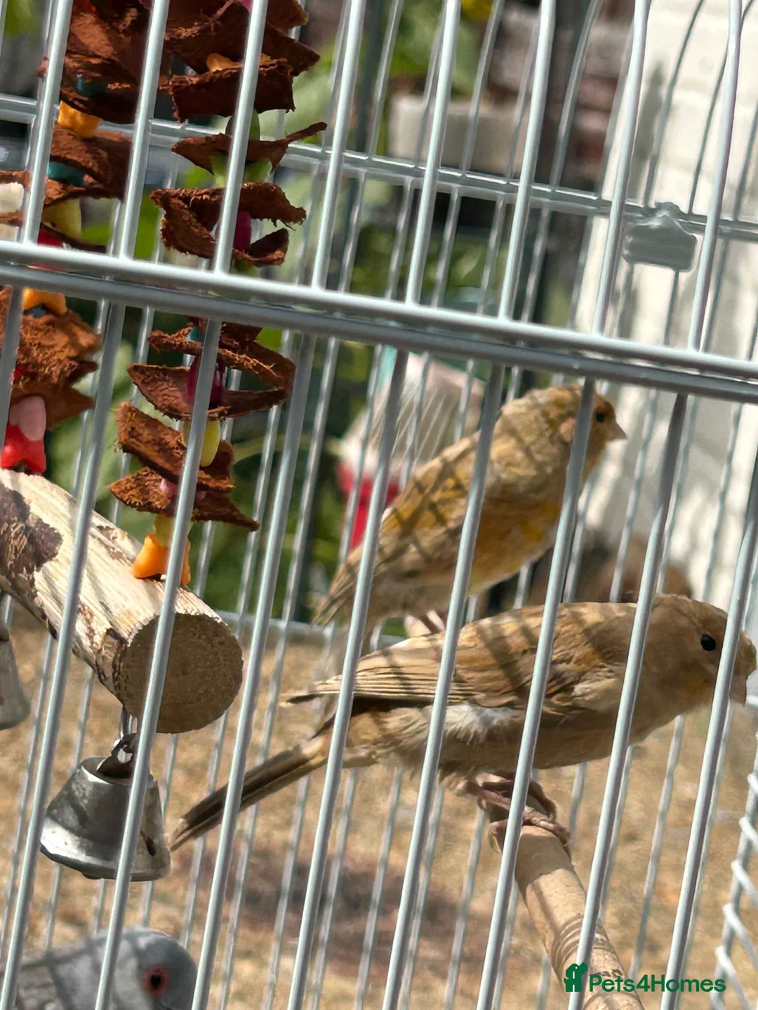 Canaries birds for sale: 2 Canaries for sale  - Advert 2