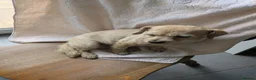 Chipoo dogs for sale: Hiking Companion Chipoo DNA tested 5 ⭐ - Advert 8