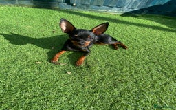 Miniature Pinscher dogs for sale: ✨ Exceptional Miniature Pinscher Puppies ✨ - Image 25