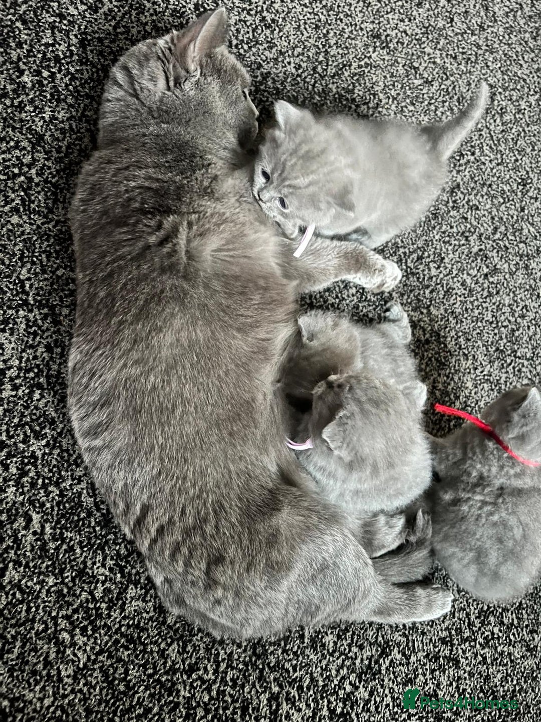 British Shorthair cats for sale: British short hair blue - Advert 8