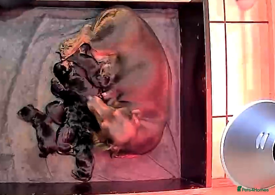 Dachshund dogs for sale: Black and Tan dachshund pups  - Advert 2