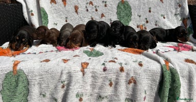 Miniature Dachshund dogs - Advert 10