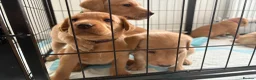 Labrador Retriever dogs for sale: Health Tested Champion Pedigree Pups - Advert 1