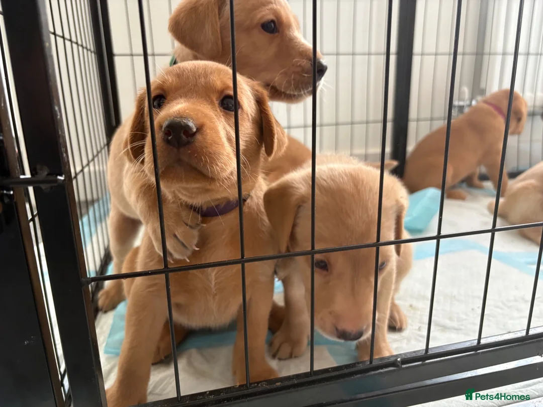 Labrador Retriever dogs for sale: Health Tested Champion Pedigree Pups - Advert 1