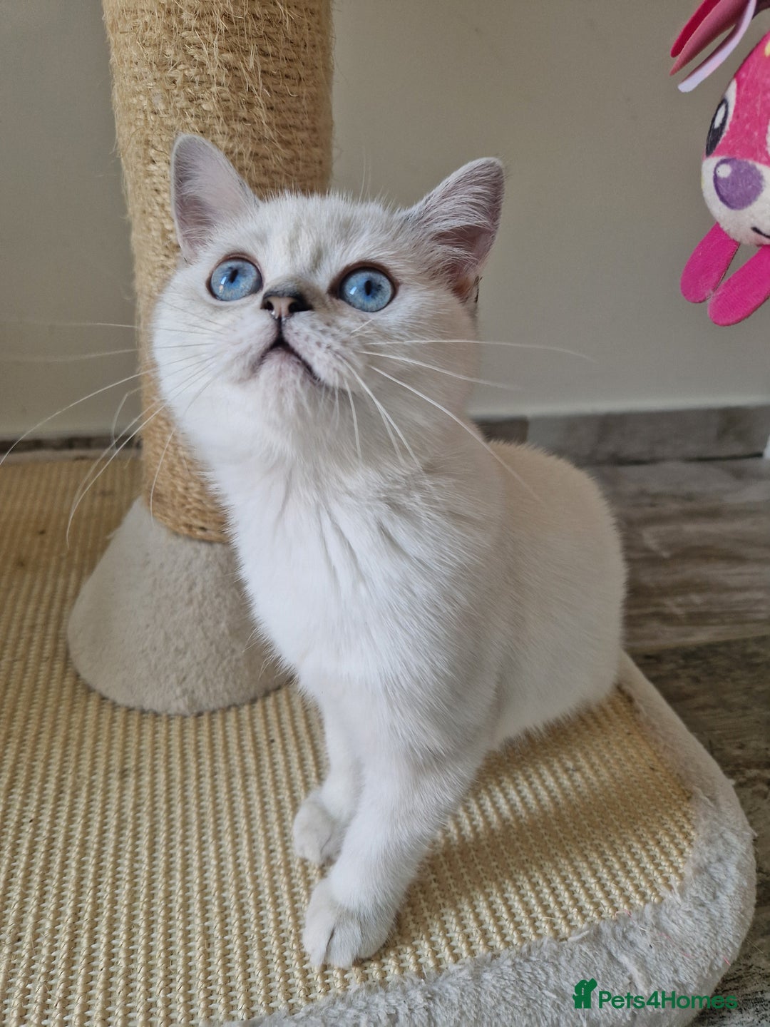 Scottish Fold cats for sale: Schotish straith and fold kittens😻 - Image 5