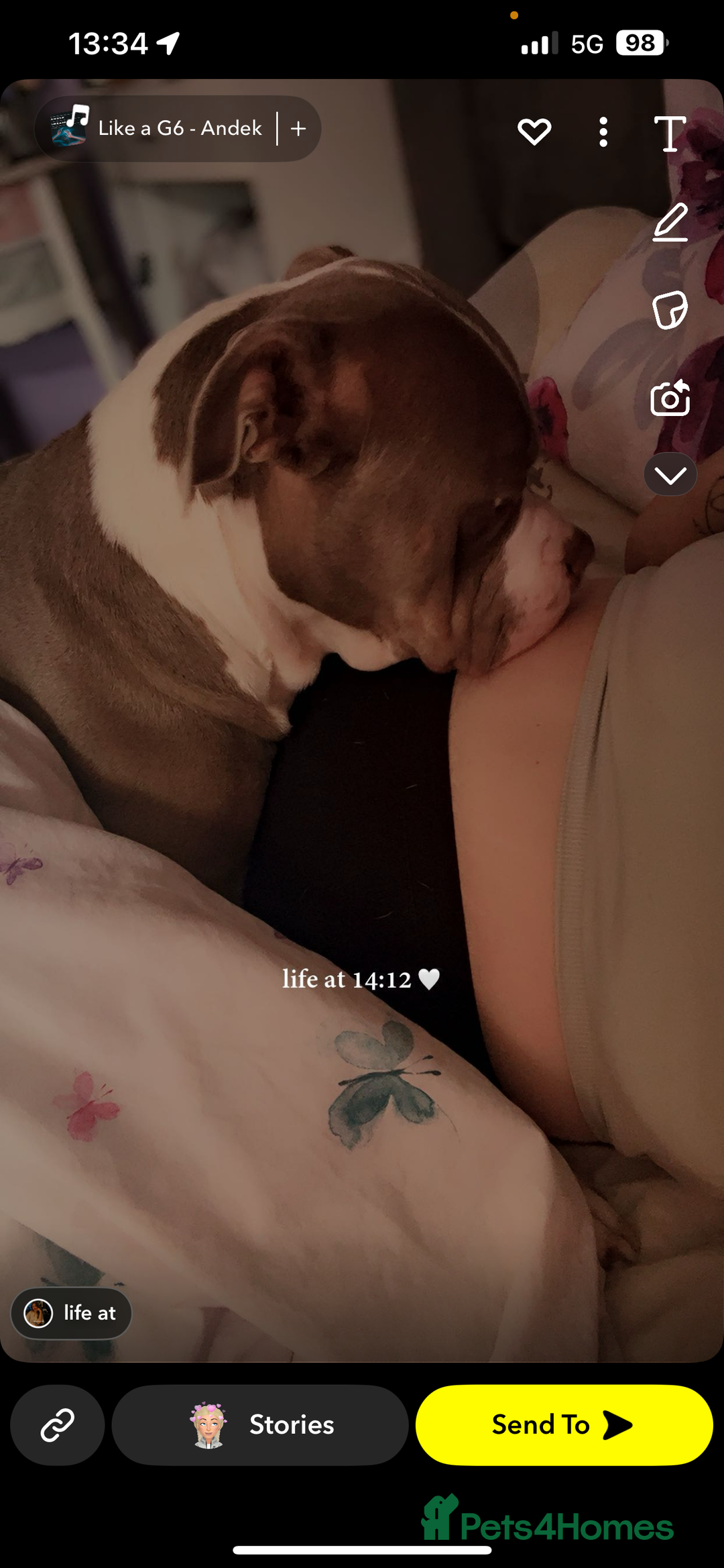 American Bully dogs for sale: Male American bully  - Image 4