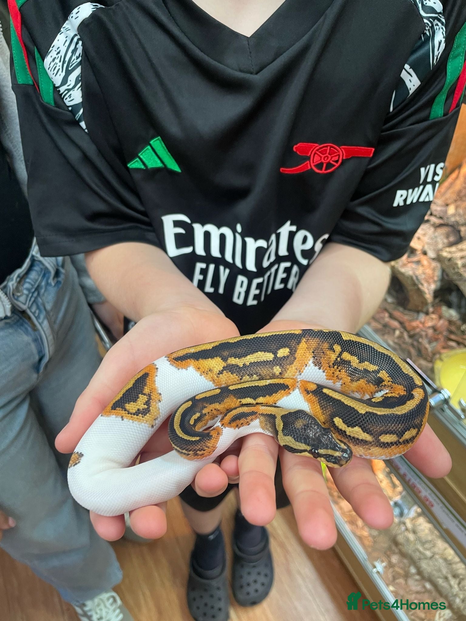 Python Snake reptiles Royal python snake  - Advert 2