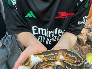 Python Snake reptiles Royal python snake - Advert 1