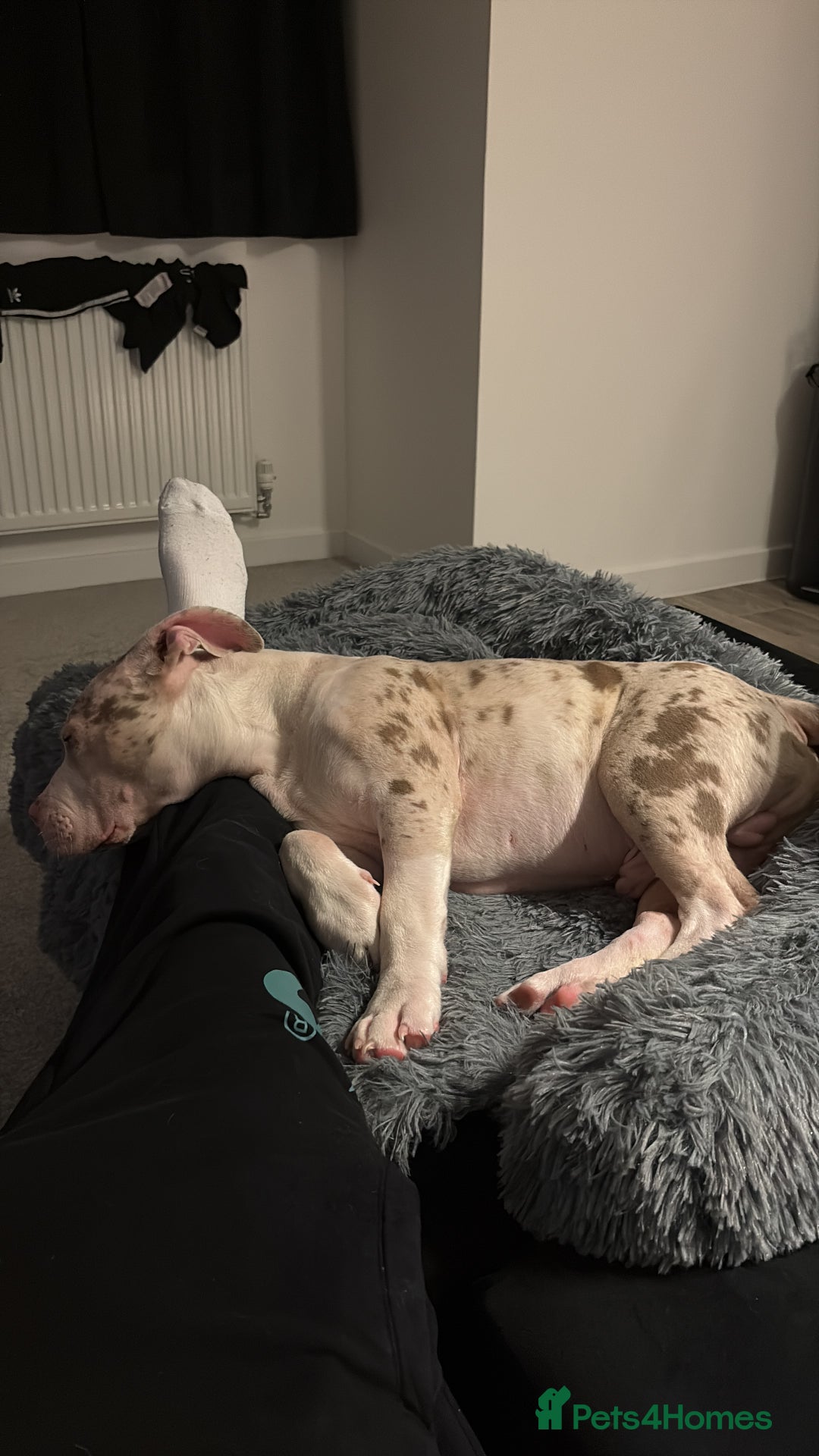 American Bully dogs for sale: Milo  - Image 5