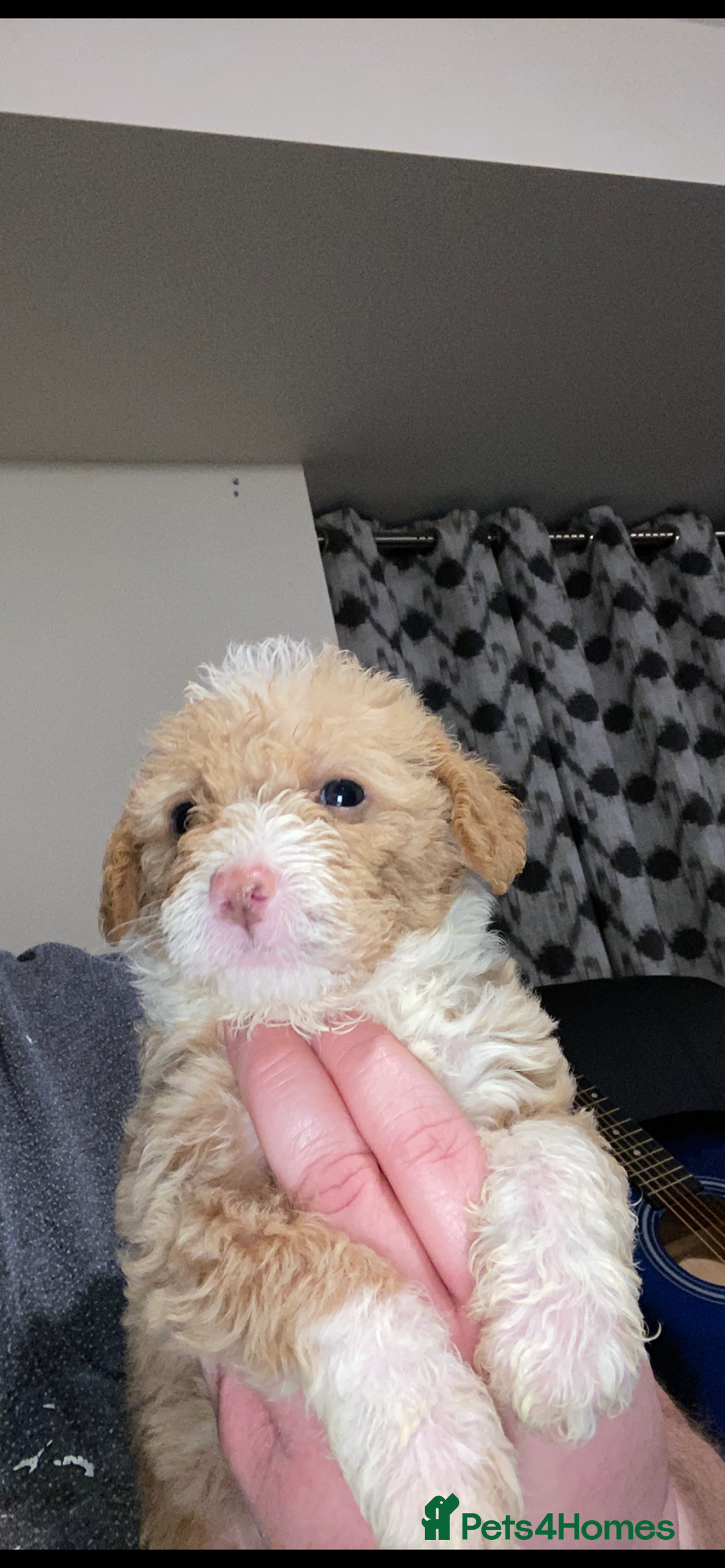 Toy Poodle dogs for sale: Beautiful Toy Poodle Pups  - Advert 35