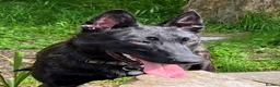 Belgian Shepherd Dog dogs for sale: Pure FCI Dutch Shepherd import  - Advert 5