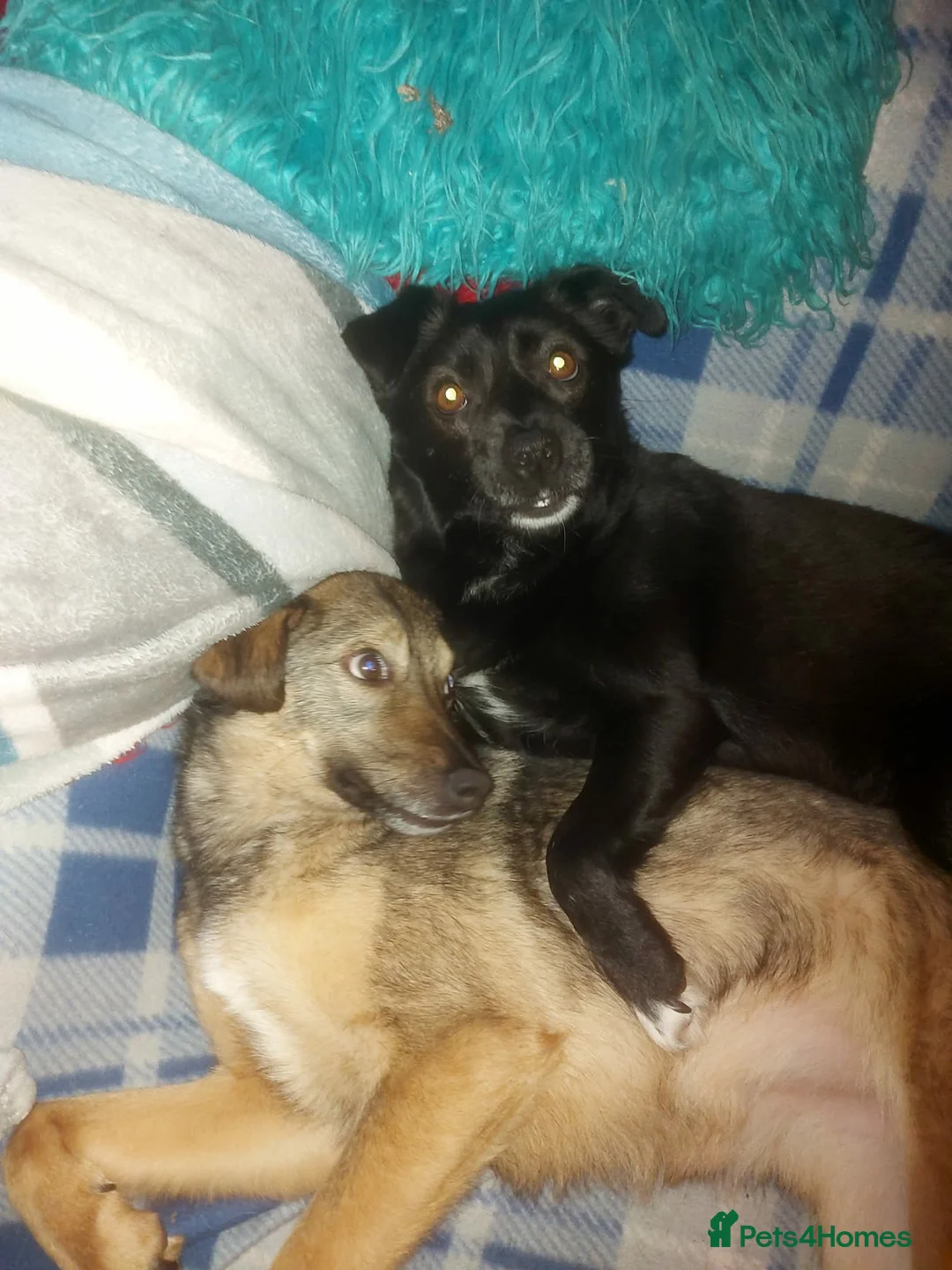 Mixed Breed dogs for adoption: BONDED PAIR: Spirit and Margot for adoption - Advert 2