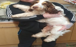 Cocker Spaniel dogs for stud: Chocolate Roan stud - Image 6