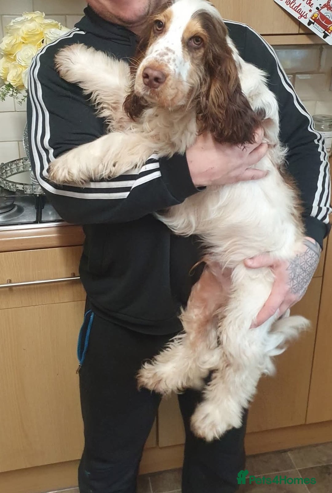 Cocker Spaniel dogs for stud: Chocolate Roan stud - Image 6