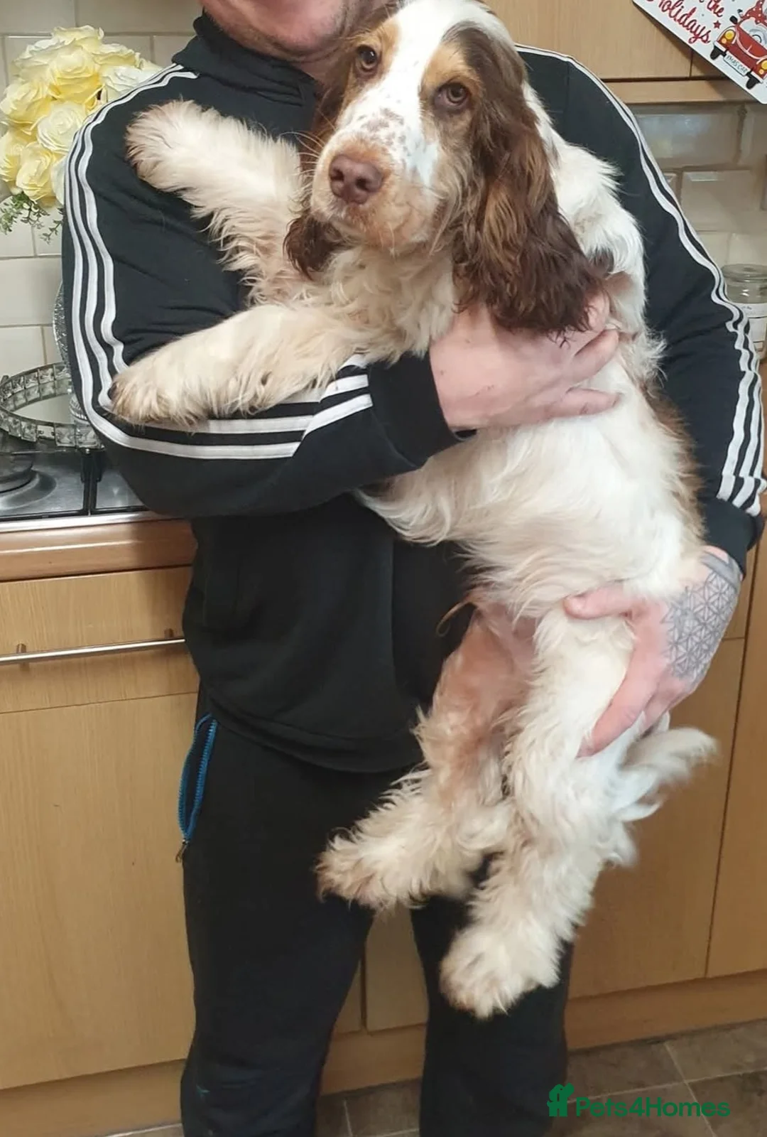 Cocker Spaniel dogs for stud: Show cocker Chocolate Roan stud - Advert 6