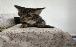 Mixed Breed cats for sale: LAST FEMALE KITTEN AVAILABLE 100£ - Image 2