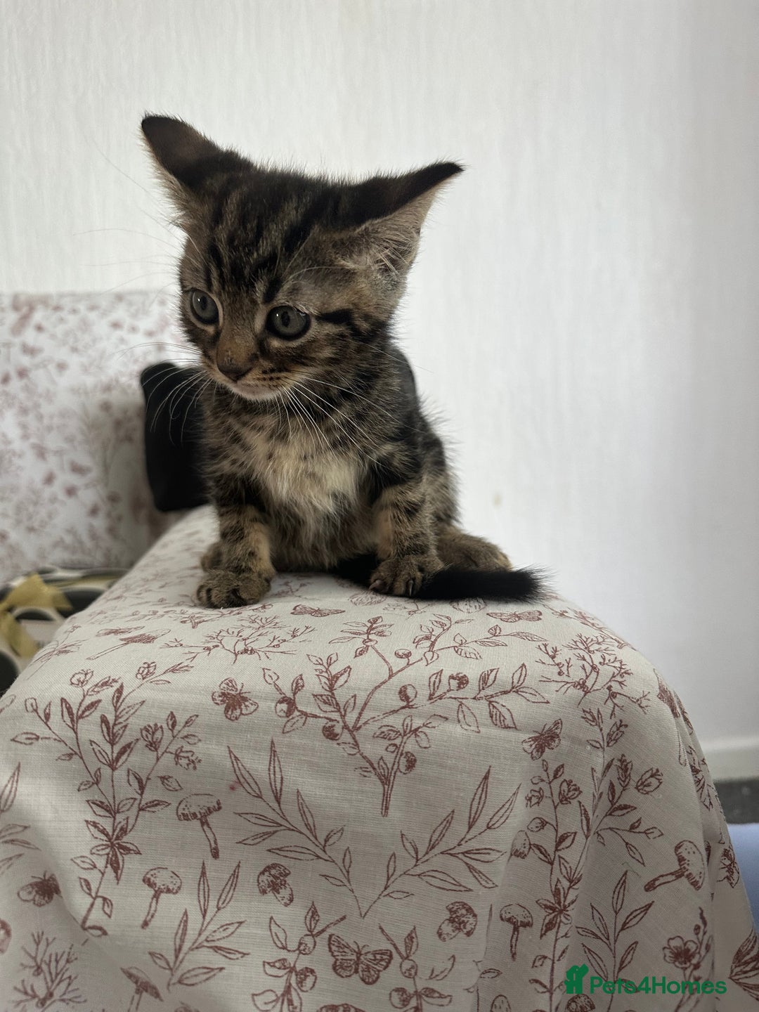 Mixed Breed cats for sale: LAST FEMALE KITTEN AVAILABLE 100£ - Image 2