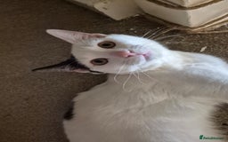 Mixed Breed cats for sale: Free to re home - Image 5