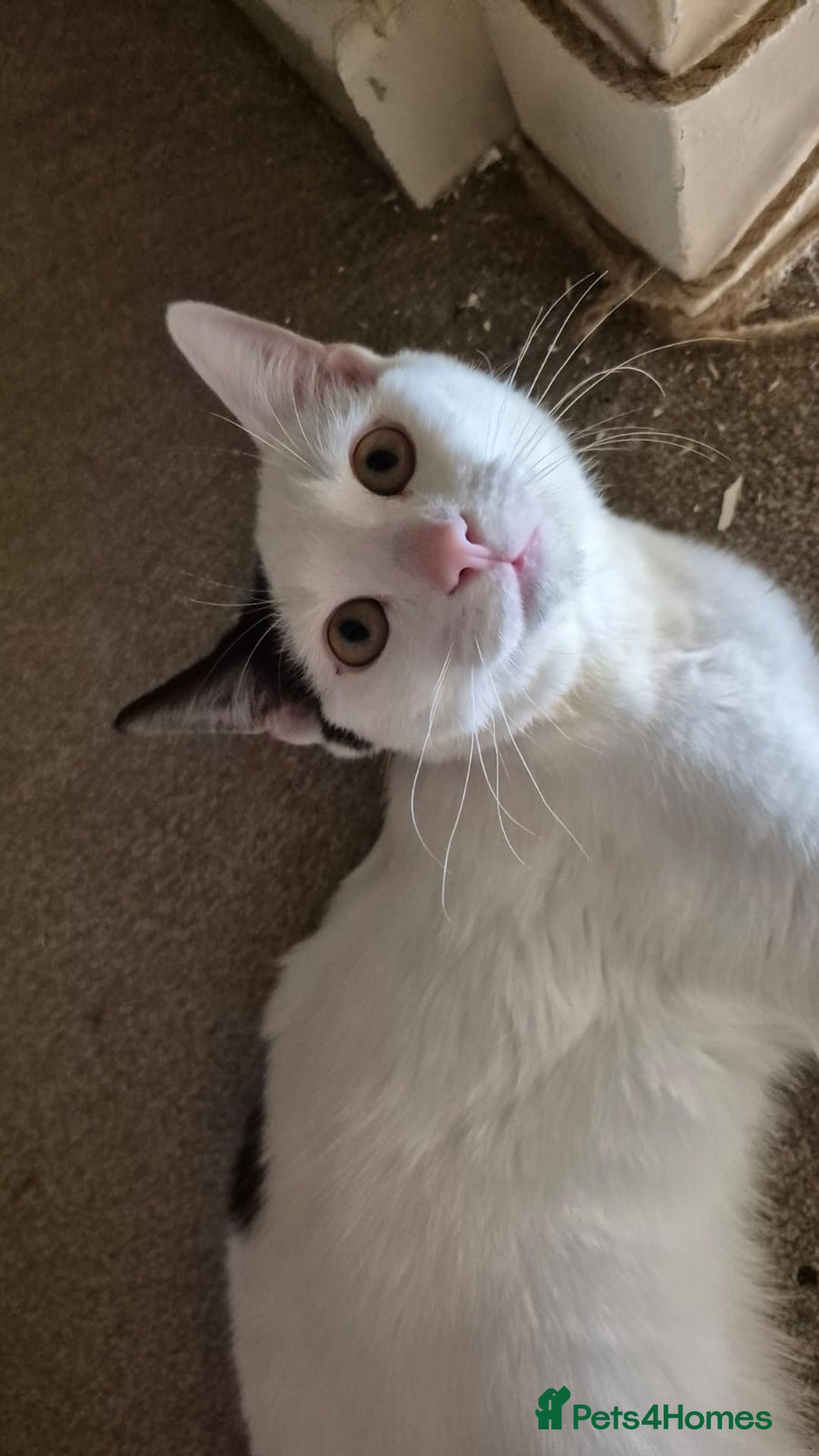 Mixed Breed cats for sale: Free to re home - Image 5