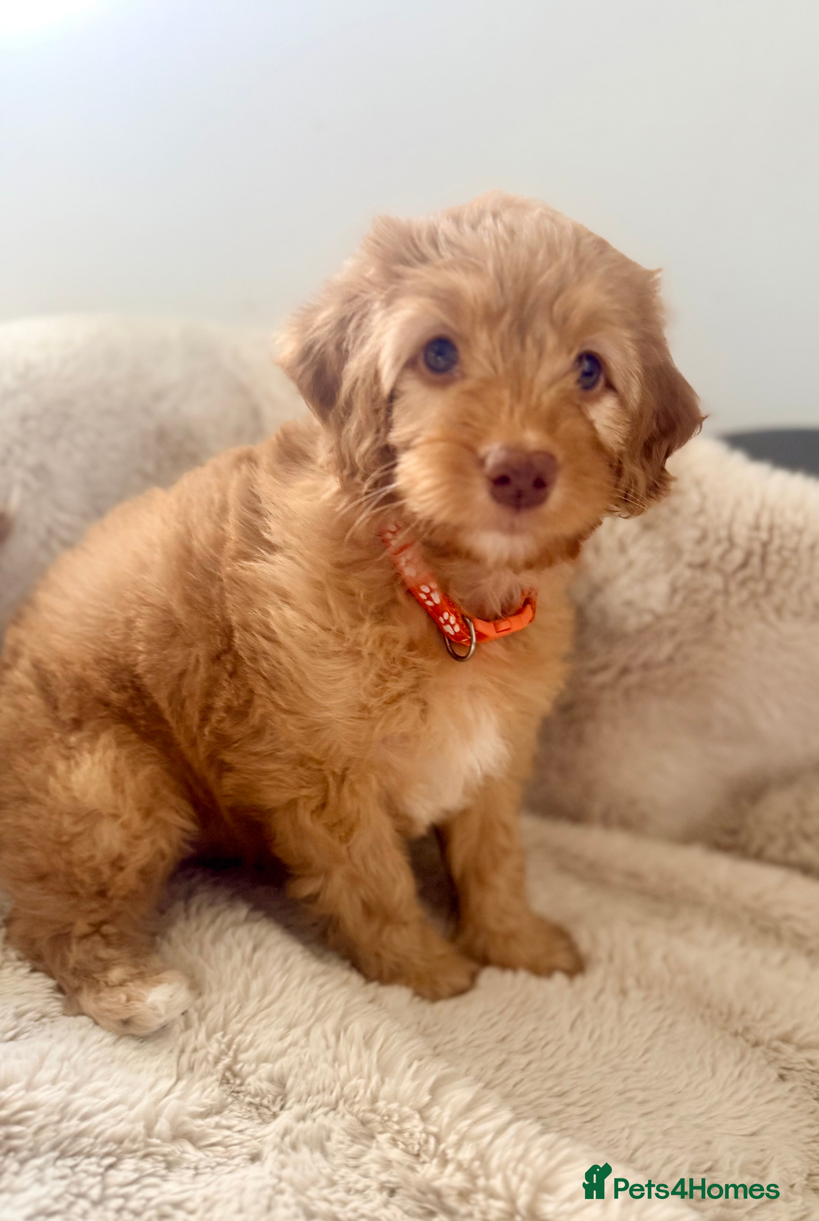 Cavapoo dogs Stunning F1b Cavapoo Puppies – 6 Girls & 2 Boys - Advert 1