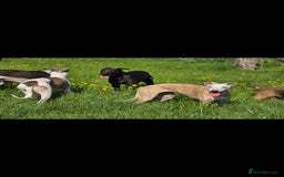 Whippet dogs for sale: Whippet litter - Image 3