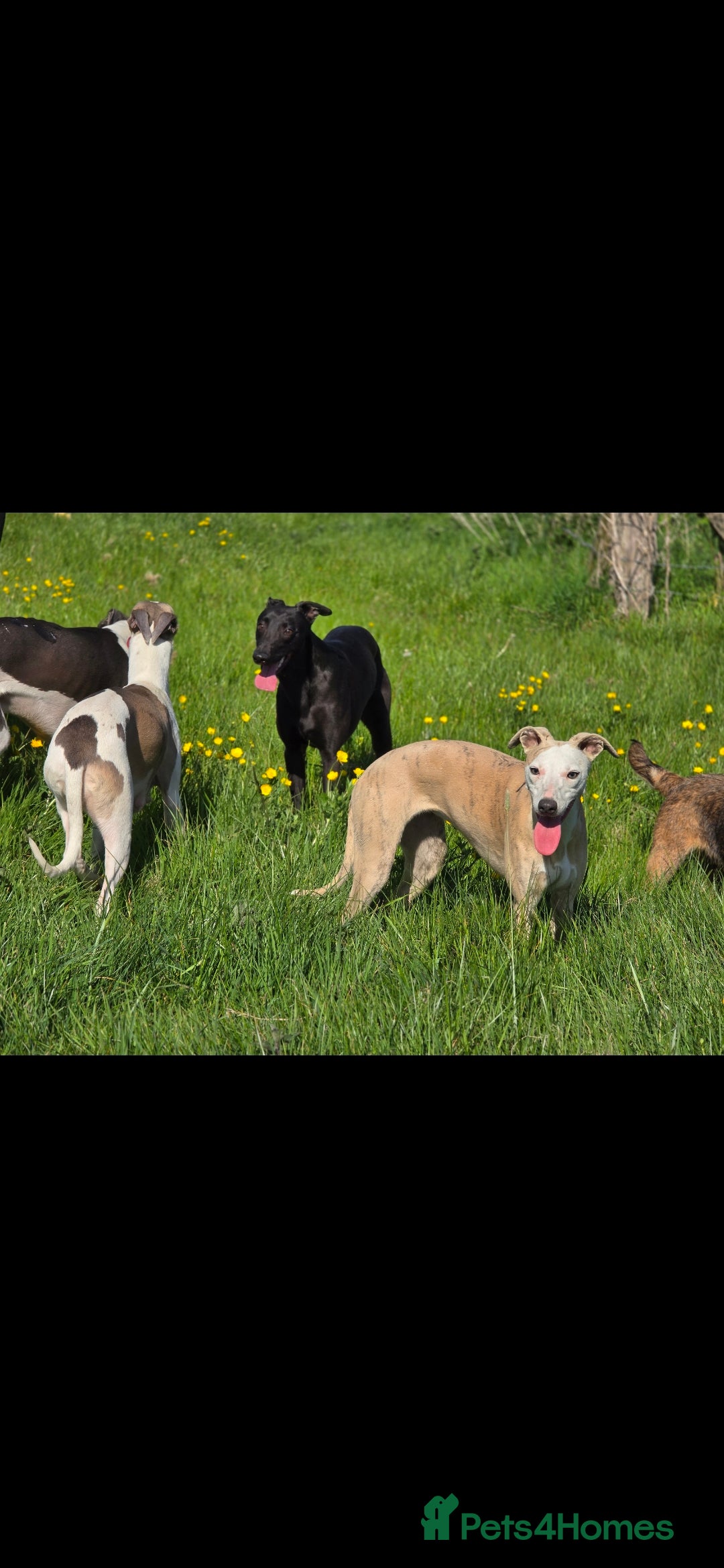 Whippet dogs for sale: Whippet litter - Image 3