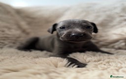 Weimaraner dogs for sale:  KC Reg Weimaraner Pups from Champion Bloodlines ✨ - Image 15