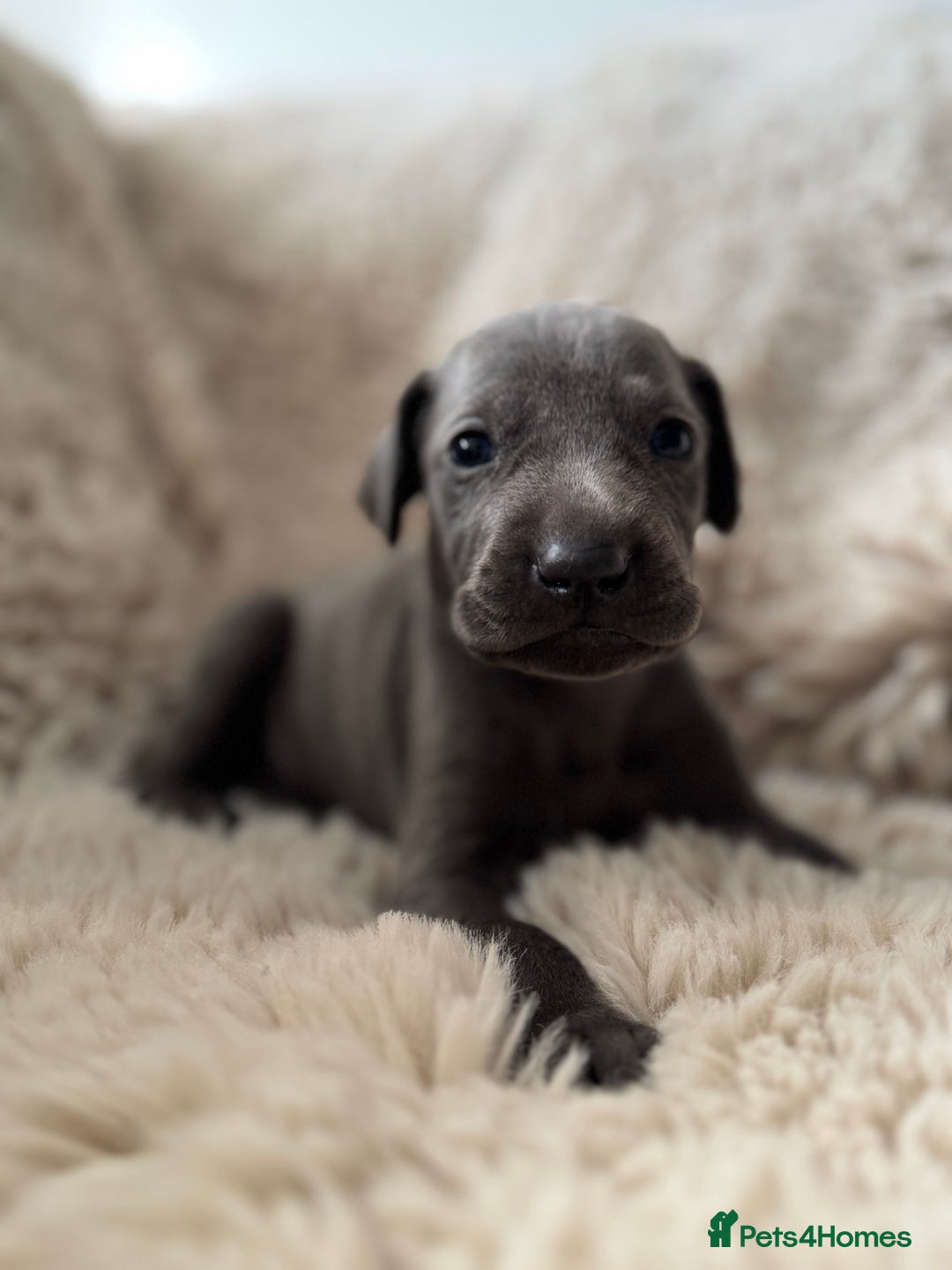 Weimaraner dogs for sale:  KC Reg Weimaraner Pups from Champion Bloodlines ✨ - Image 15