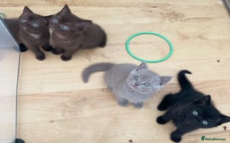 British Shorthair cats for sale: Gorgeous BSH Kittens – Cinnamon, Lilac & Black 🐾 - Advert 7