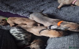 Lurcher dogs for sale: Saluki Lurcher  - Image 23