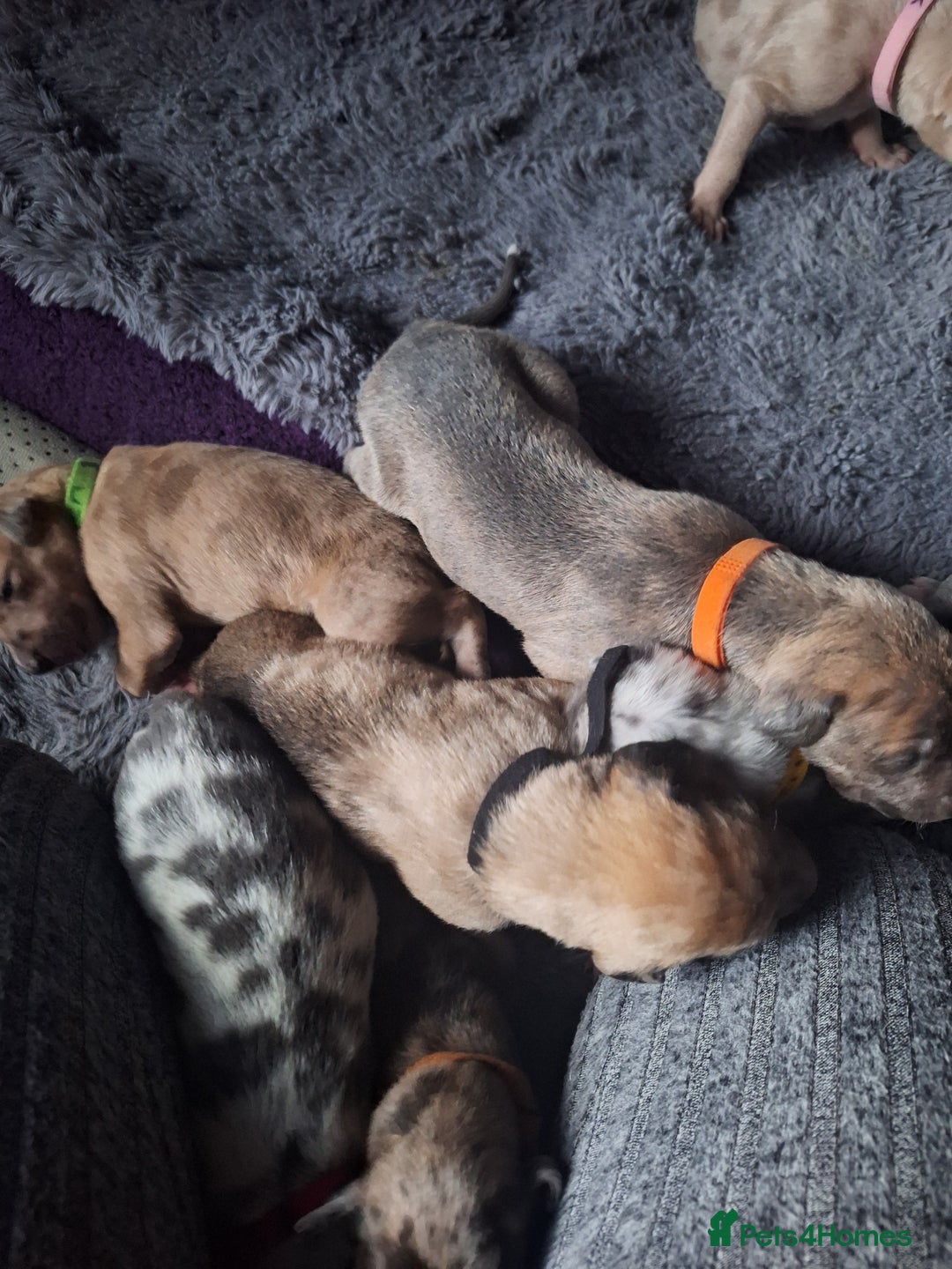 Lurcher dogs for sale: Saluki Lurcher  - Image 23