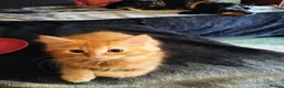 Mixed Breed cats for sale: Dog and hoover proof, fluffy little boy*ready now* - Advert 2