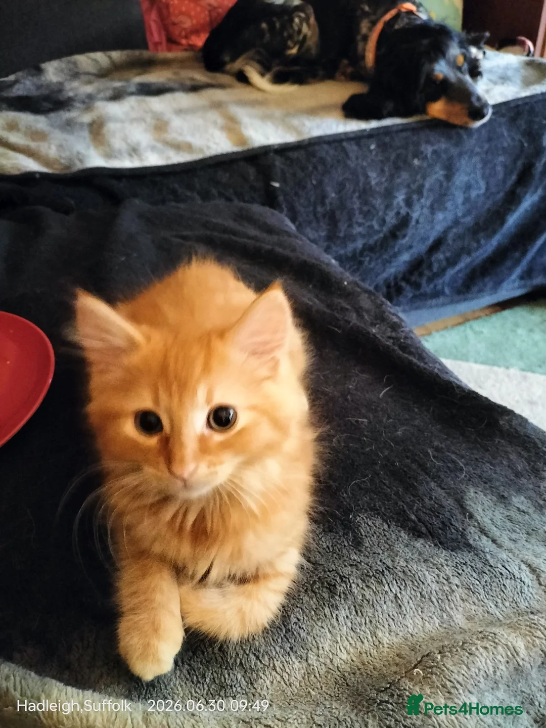 Mixed Breed cats for sale: Dog and hoover proof, fluffy little boy*ready now* - Advert 2