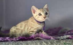 Bengal cats for sale: TICA Champion Bengal Kittens  - Image 23